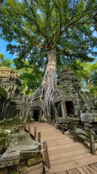 Ta Prohm Temple tour in Siem Reap featuring the famous gain tree roots at Angkor Archaeological Park
